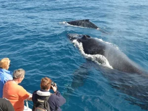 Blue Whales watching