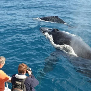 Blue Whales watching