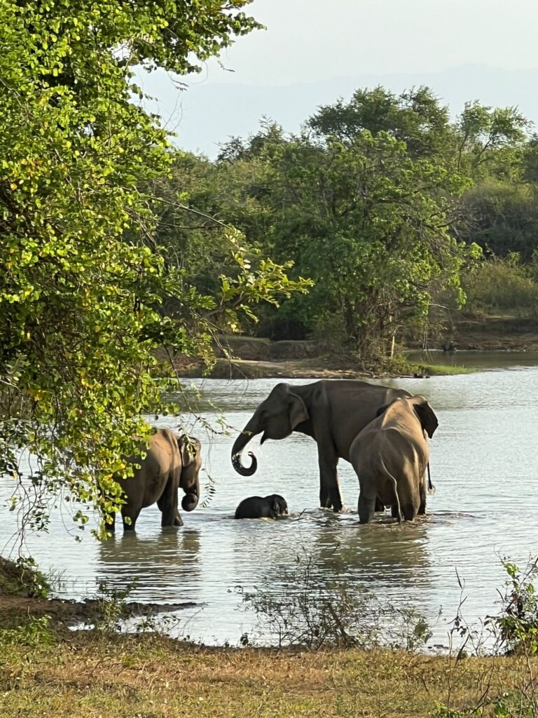 Safari with Lanka Rent a Car. www.lankarentcar.com