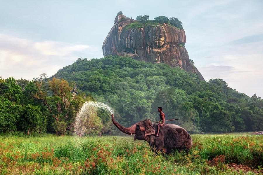 Elephant near Sigiriya Rock Fortress in Sri Lanka.