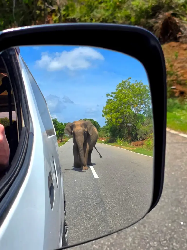 A large elephant walking down the center of a paved road, captured through the side-view mirror of a silver SUV. The reflection shows lush green trees and a bright blue sky. Text on the mirror reads 'Lanka Rent a Car - Self-Drive Elephant Safari Vehicles