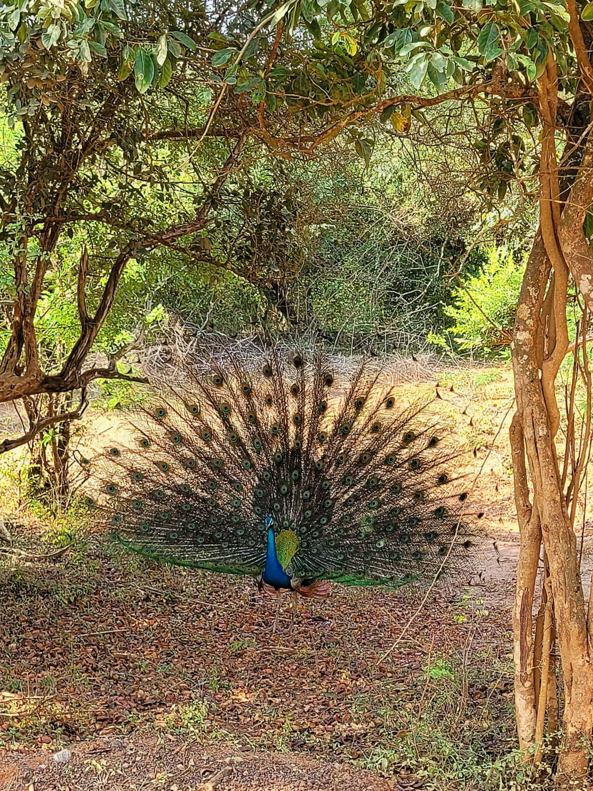 Peacock dance at evening.