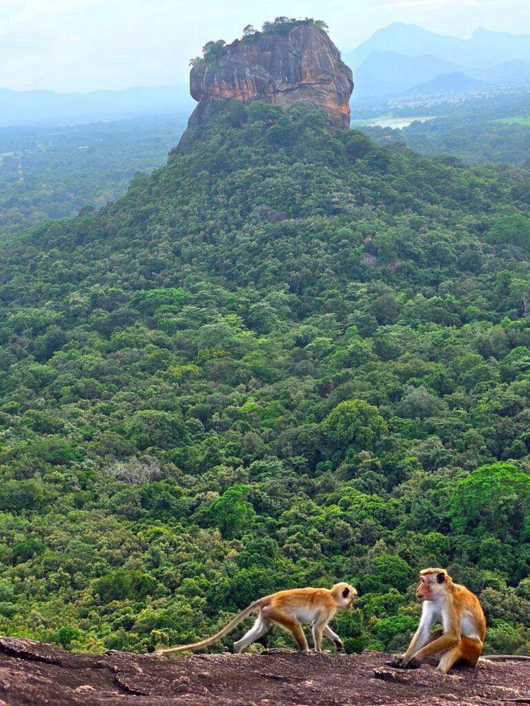 Sigiriya view from Pidurangala Sri Lanka with Lanka Rent a Car chauffeur and rental service