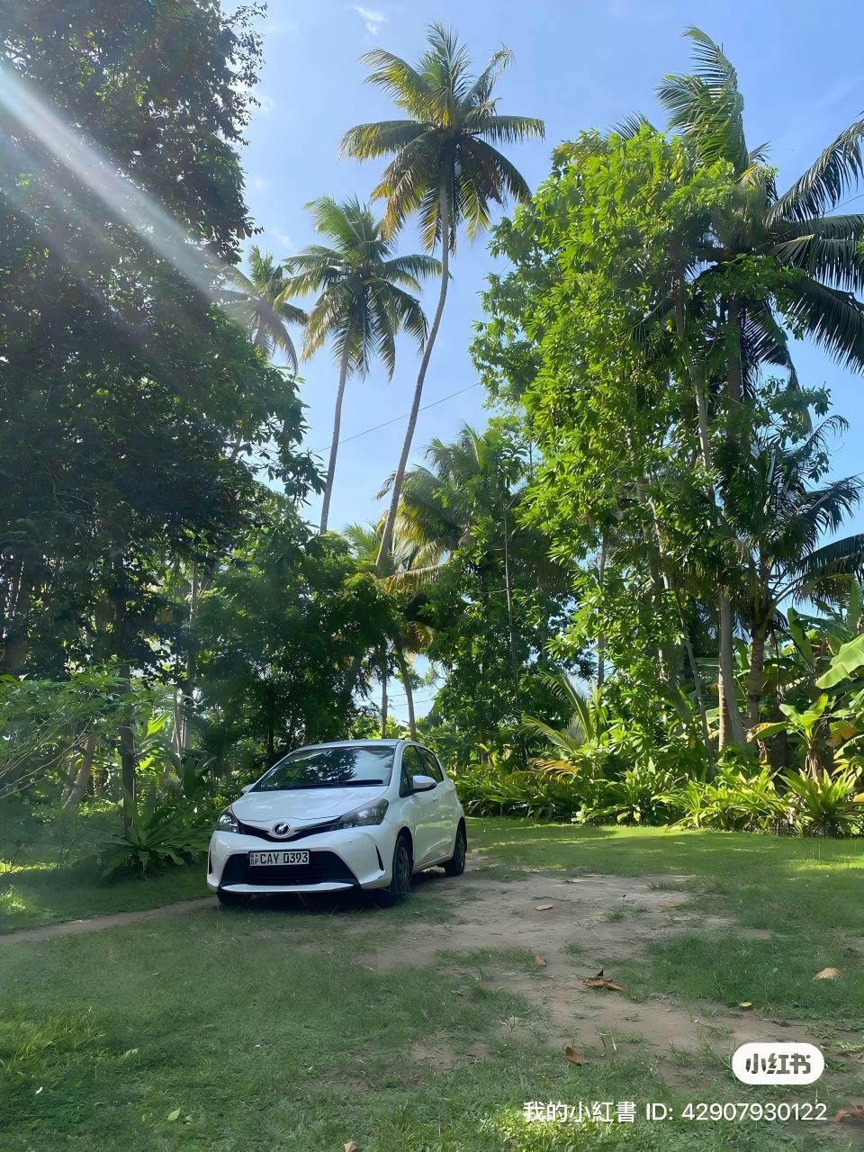 Toyota Vitz rental Sri Lanka village coconut trees